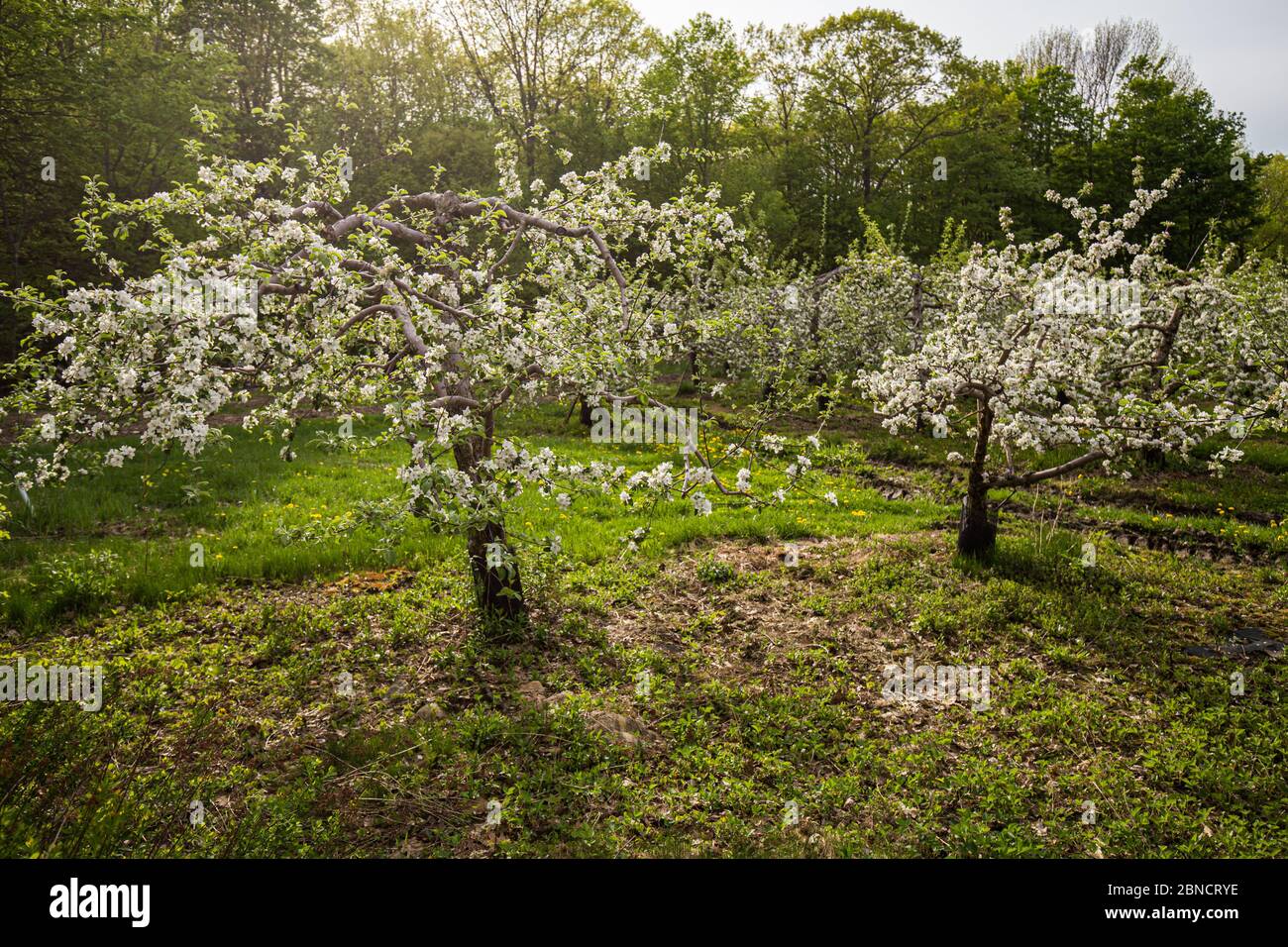 Spring blossoms on apple trees at a Massachusetts farm Stock Photo Alamy