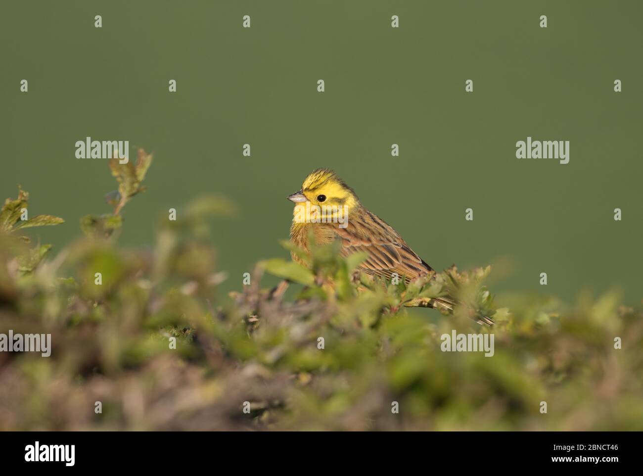 Yellowhammer in a hedgerow near Fountains Abbey Stock Photo