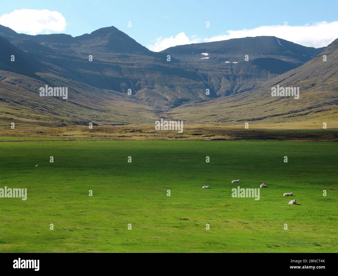 Sheeps in front of mountains on a lush green meadow in Iceland Stock Photo
