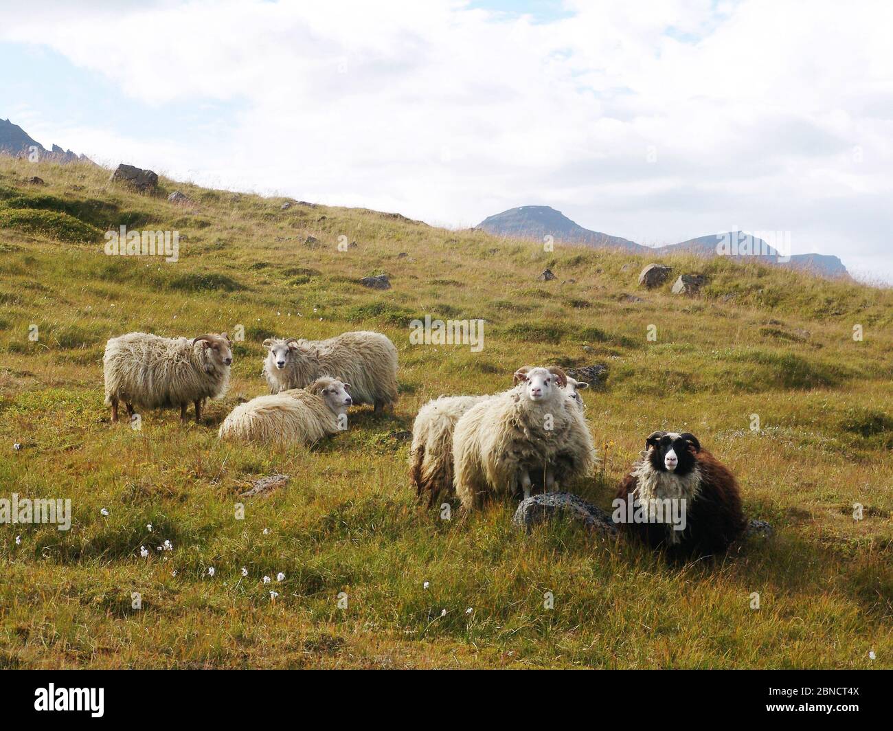 Sheep in Iceland Stock Photo