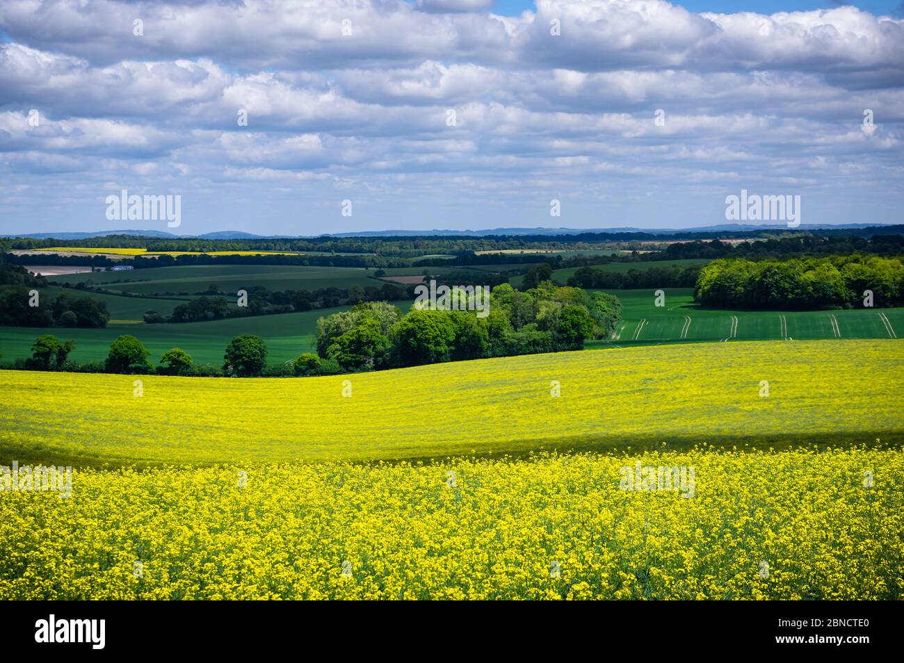 A sunny spring day looking over the yellow fields of rapeseed/canola in the rural countryside of Hampshire, England. Stock Photo