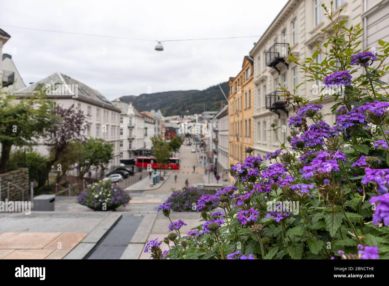 Quiet cascade streets of Bergen, Norway. Colorful phlox purple small flowers on way from St. John's Church to old city. Blurred houses in background Stock Photo