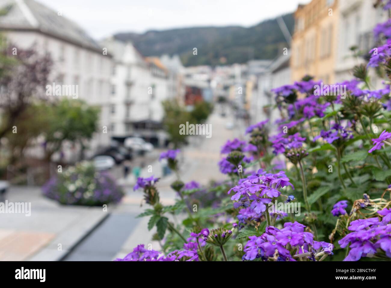 Traveling streets of Bergen, Norway. Autumn phlox bloom, purple small flowers on way from St. John's Church to old city. Blurred houses in background Stock Photo