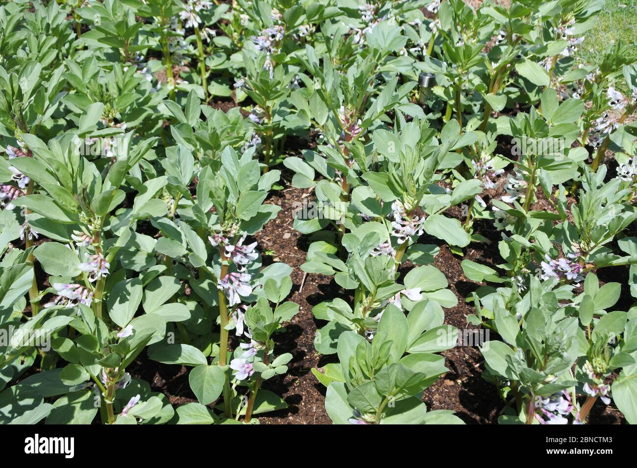 Flowering broad beans hi-res stock photography and images - Alamy