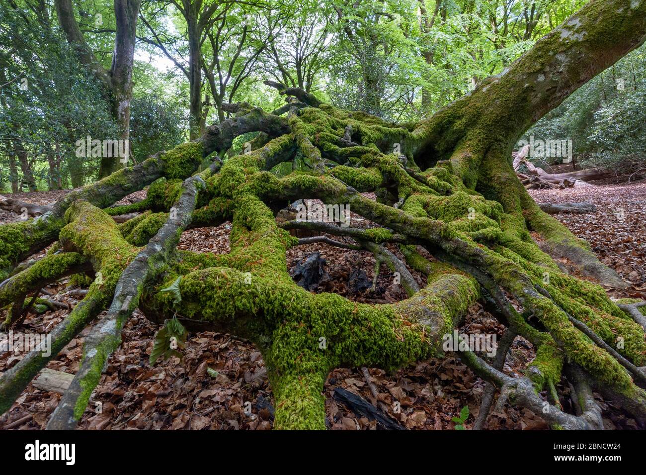 Tangled tree roots of a fallen tree in a forest covered in moss Stock Photo