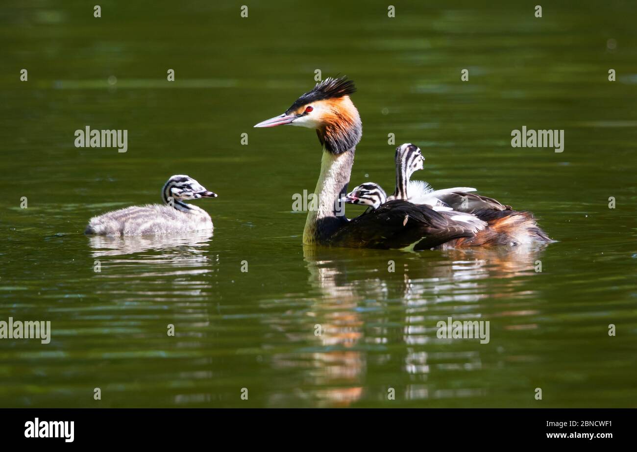 Great Crested Grebe family picture with the young riding on the back for protection Stock Photo