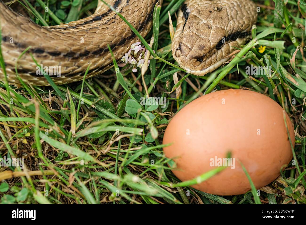 Snake egg eater species,predator reptile eye,skin details,cervone serpent Stock Photo