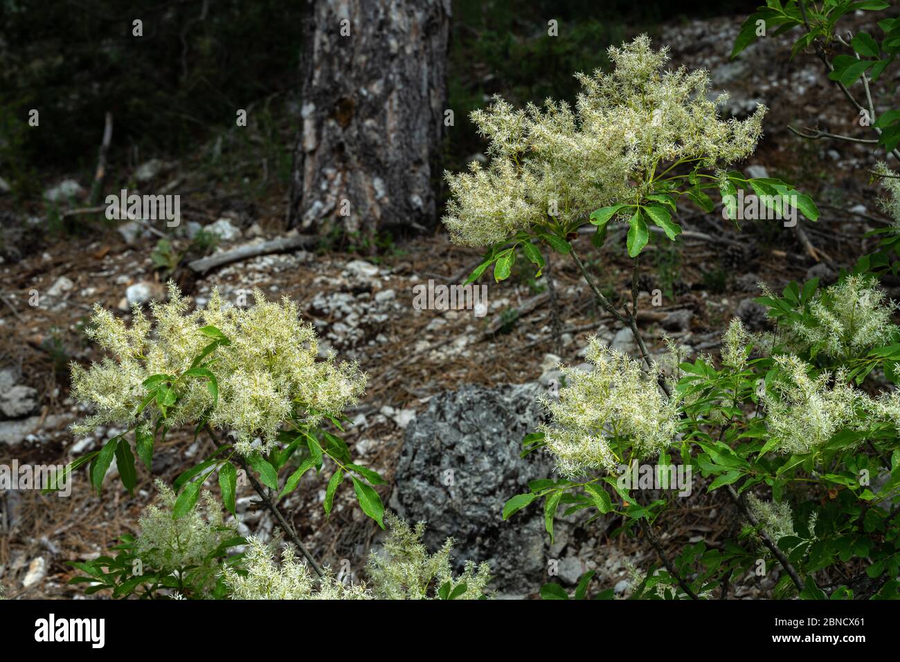 Flowering of a manna ash, Fraxinus ornus. Stock Photo