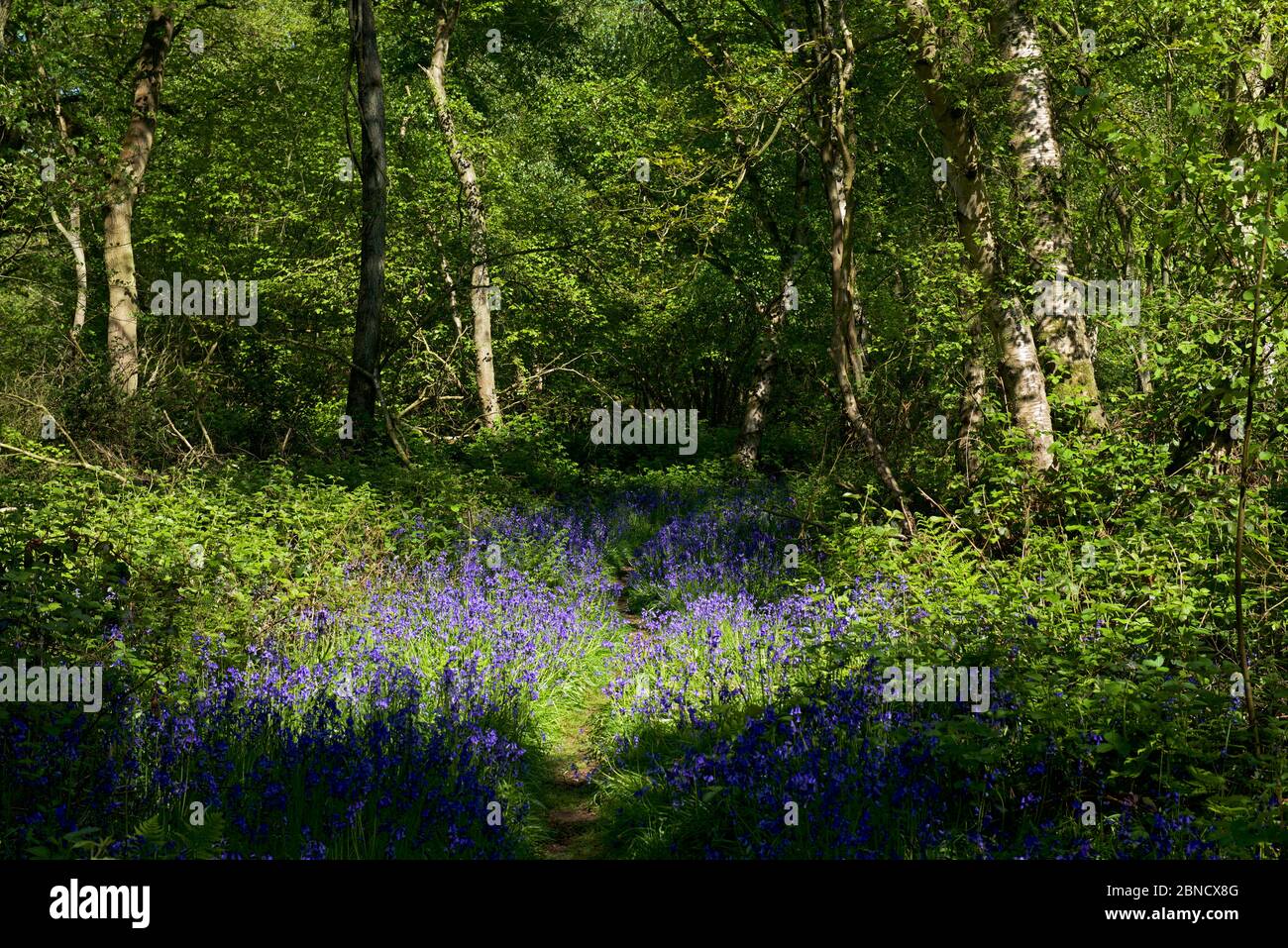 North Cliffe Wood, a Yorkshire Wildlife Trust nature reserve, East Yorkshire, England UK Stock Photo