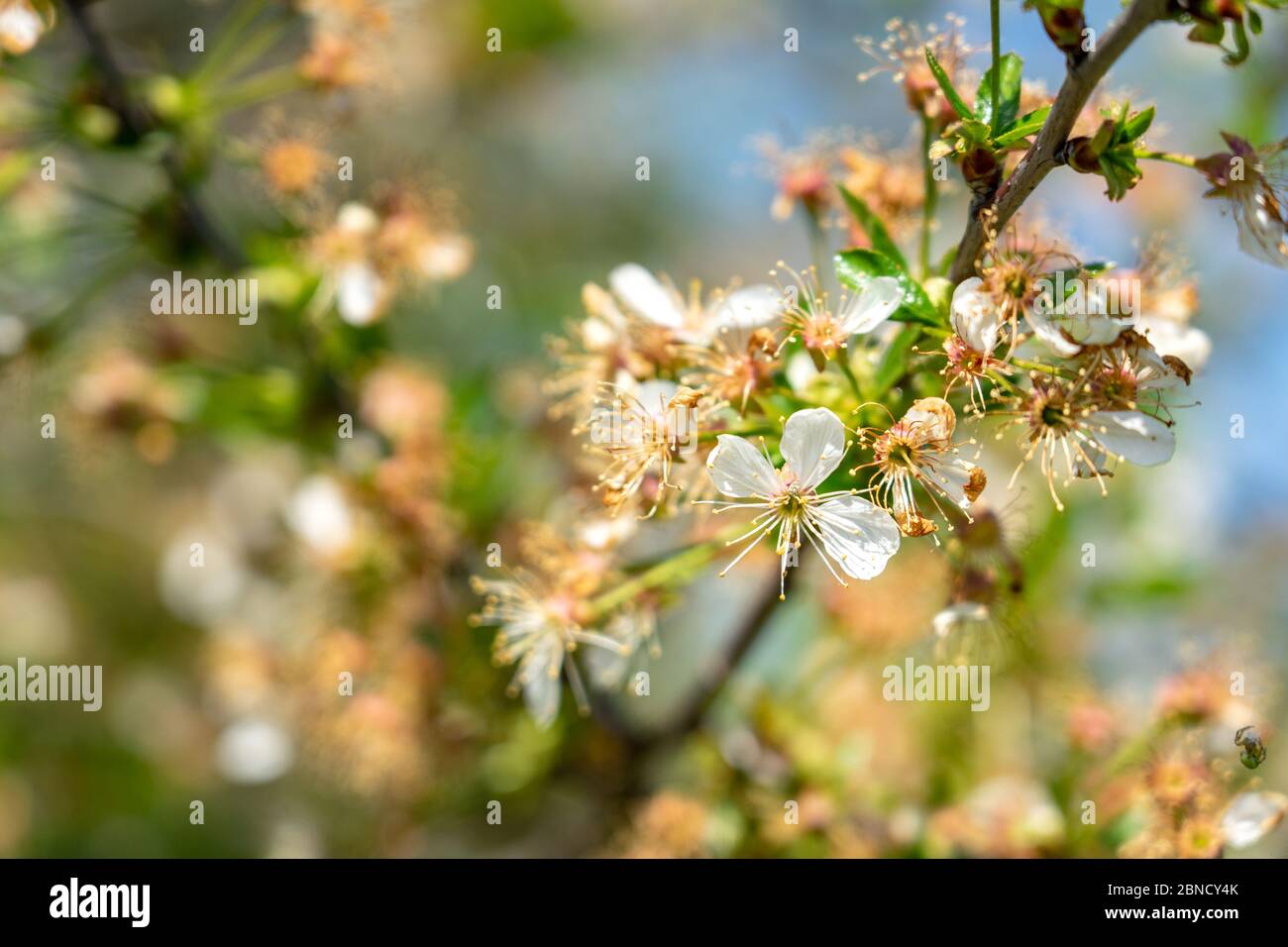 frozen damaged flowering cherry tree springtime cold weather Stock Photo