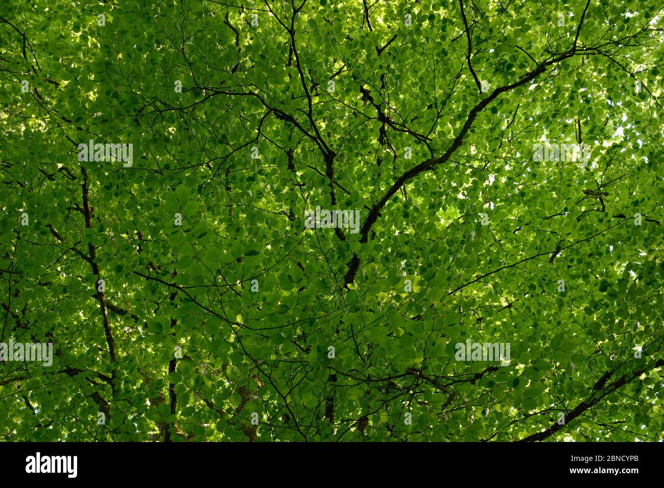 Beech tree (Fagus sylvatica) in spring, Vosges, France, 2015 Stock Photo
