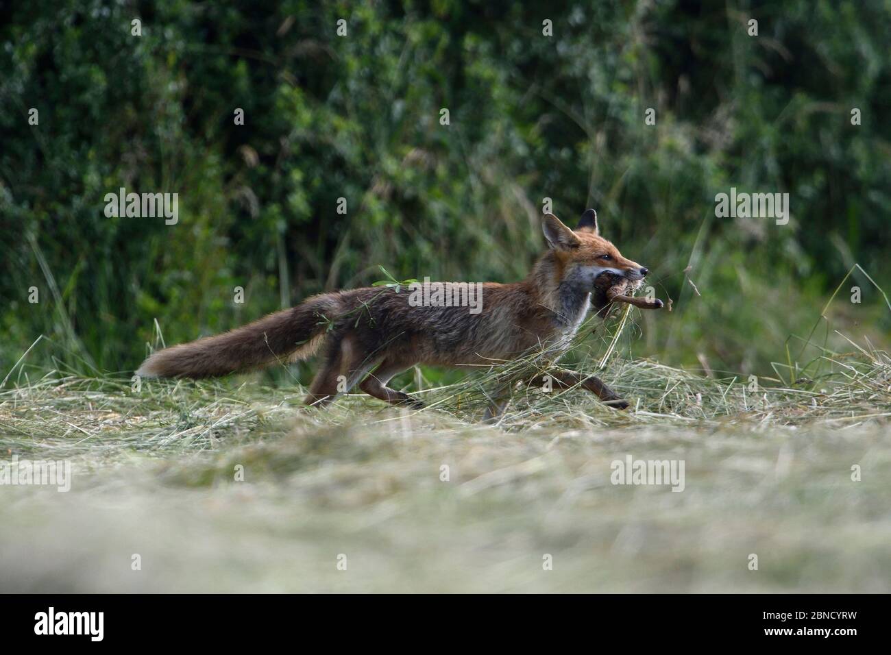 Red fox (Vulpes vulpes) running with roe deer leg in mouth, Vosges