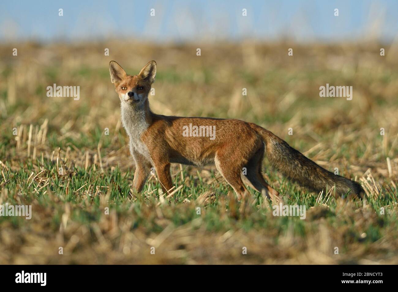 Red fox (Vulpes vulpes) in field, Vosges, France, August. Stock Photo