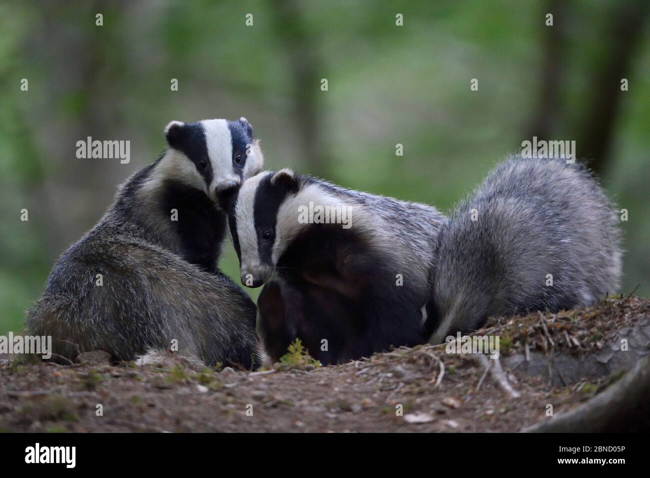 Badgers (Meles meles) playing, Vosges, France, May. Stock Photo