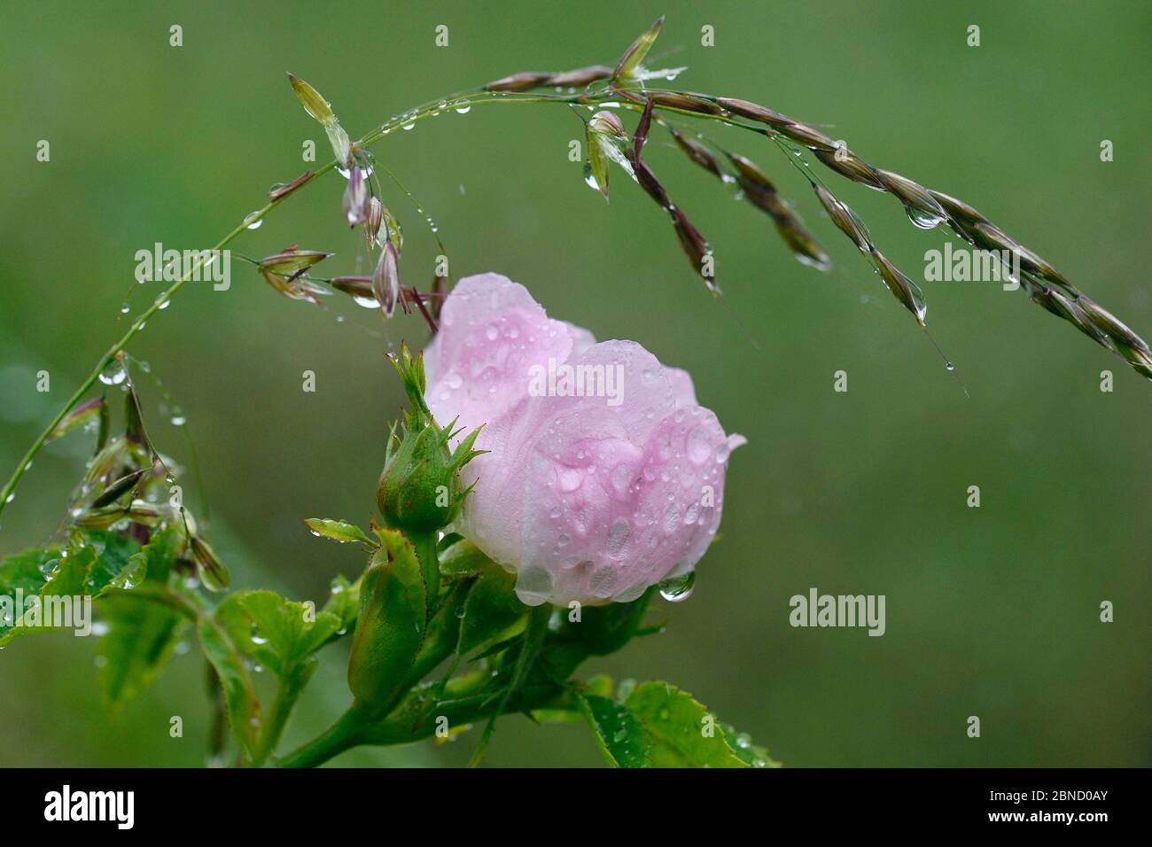 Dog rose (Rosa canina) flower covered in raindrops, Vosges, France, June. Stock Photo