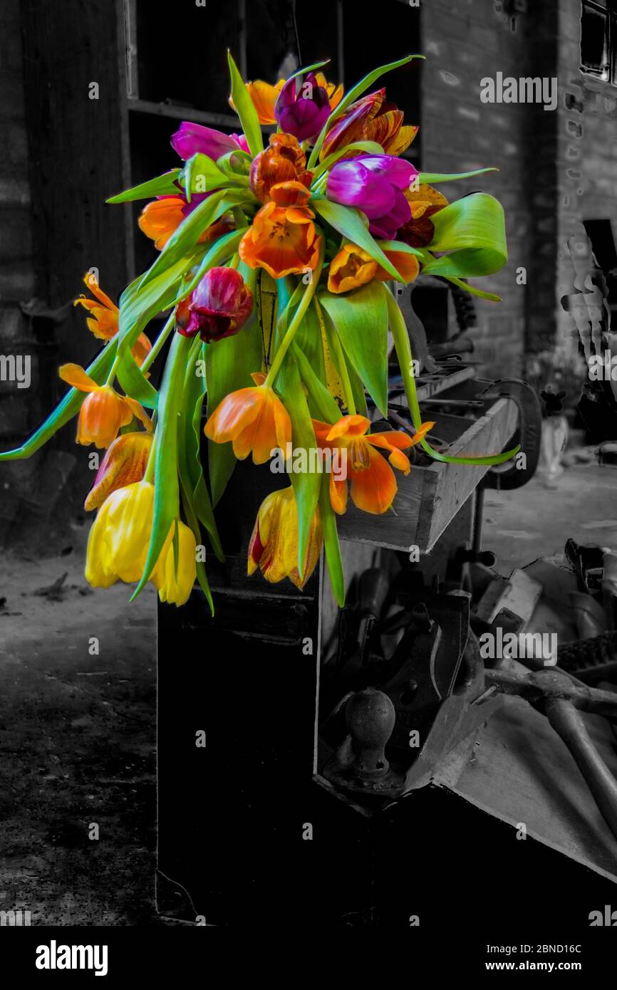 Floral arrangement on an old carpenters tool box with selective colour Stock Photo