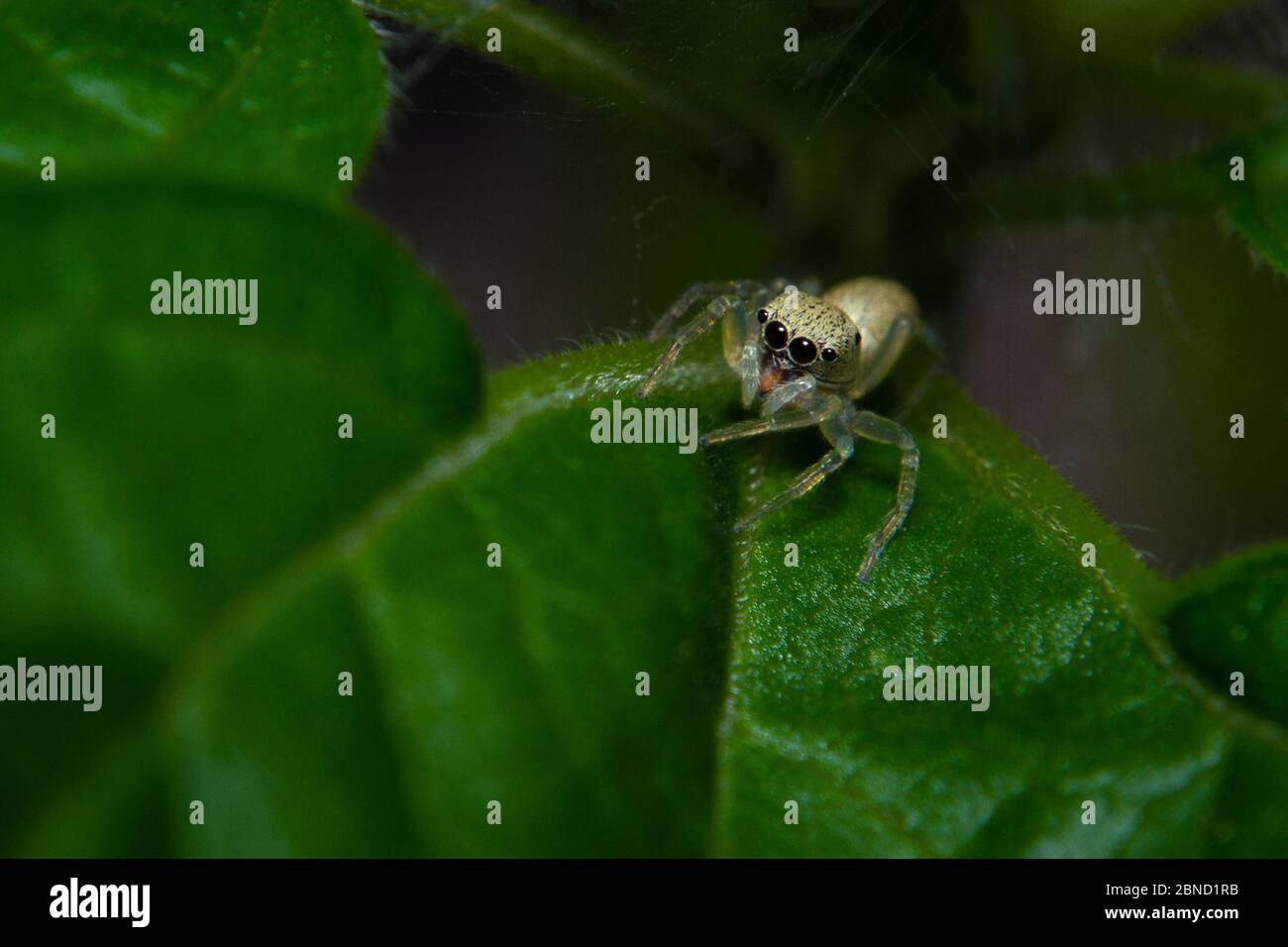 Macro shot tiny jumping spider on the leaf Stock Photo