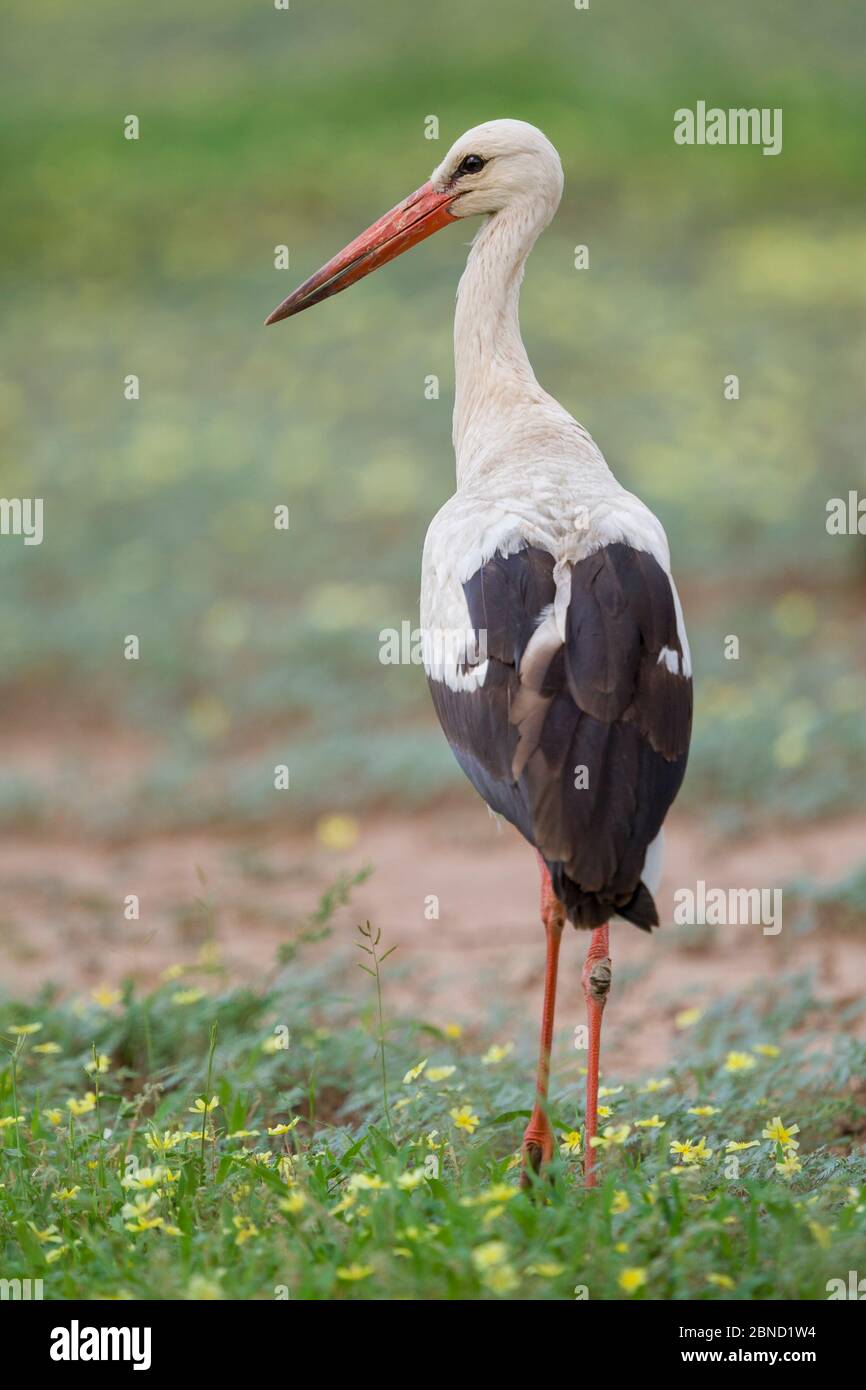 White stork (Ciconia ciconia)  in grassland, Mapungubwe National Park, South Africa. Stock Photo