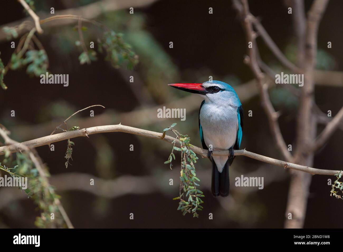 Woodland kingfisher (Halcyon senegalensis) perched in Acacia woodland on the banks of the Luvuvhu River, Kruger National Park, South Africa. Stock Photo