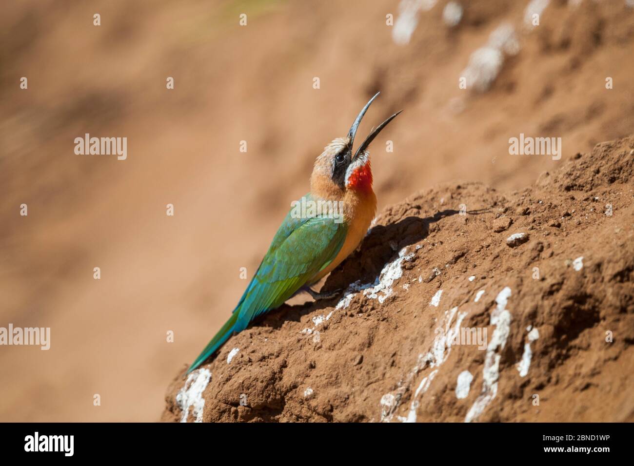 White-fronted bee-eater (Merops bullockoides) calling while perched near its nesting hole, Luvuvhu River, Kruger National Park, South Africa. Stock Photo