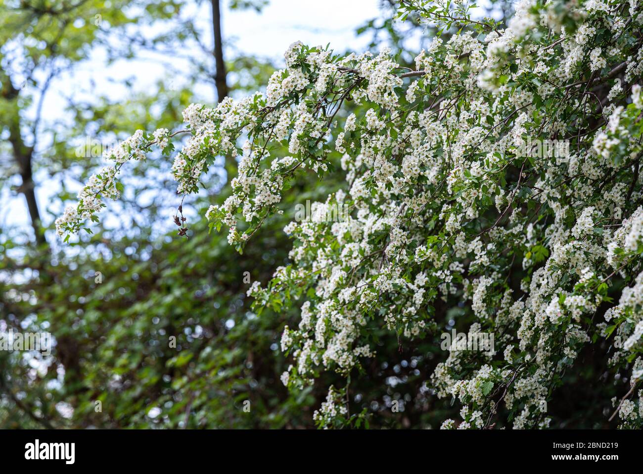 Flowering hawthorn bush. Spring tree in bloom. Stock Photo
