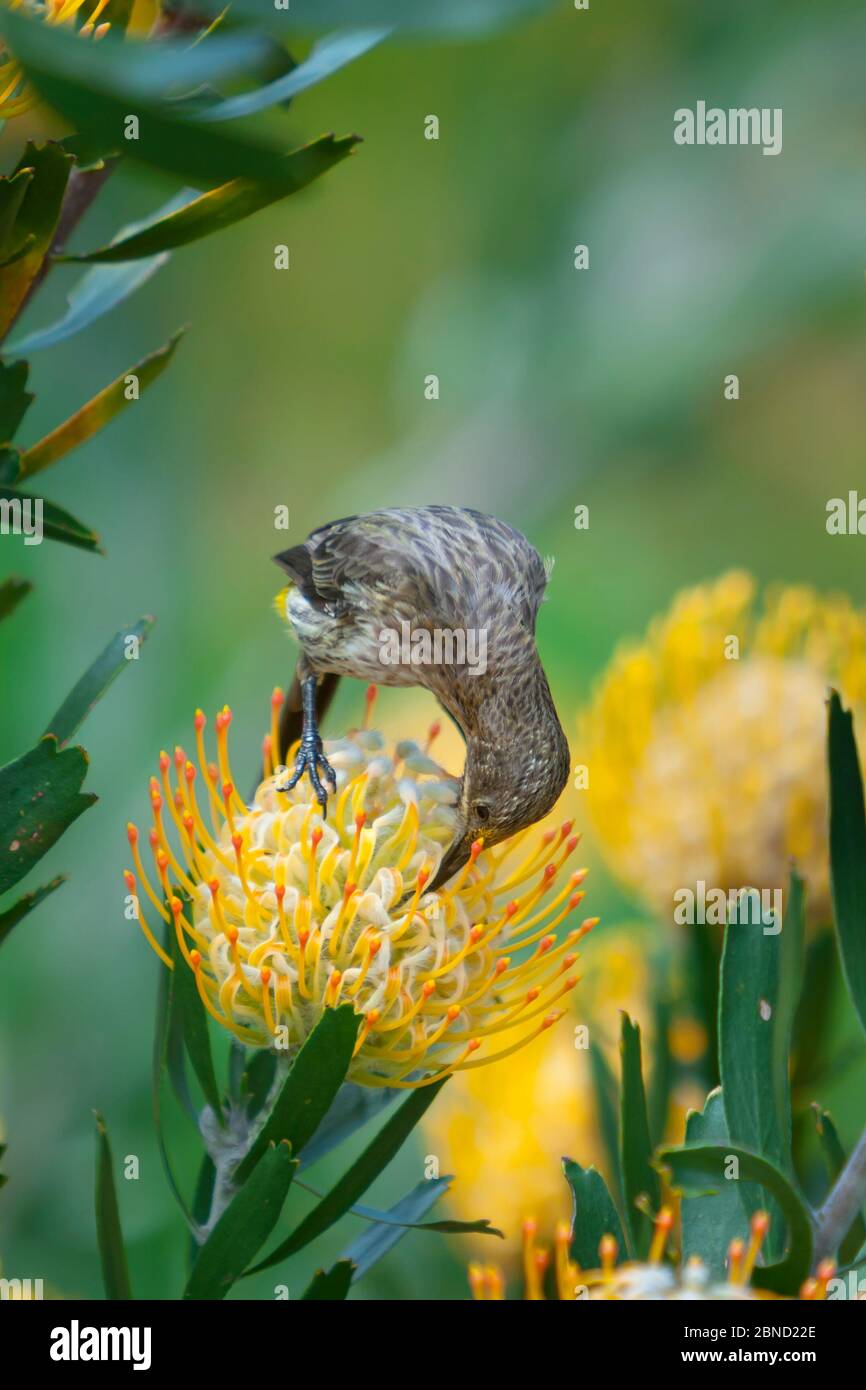 Cape sugarbird (Promerops cafer) feeding on a Pincushion protea (Leucospermum sp) in the Cape Floral Kingdom, Cape Town, South Africa. Endemic to the Stock Photo
