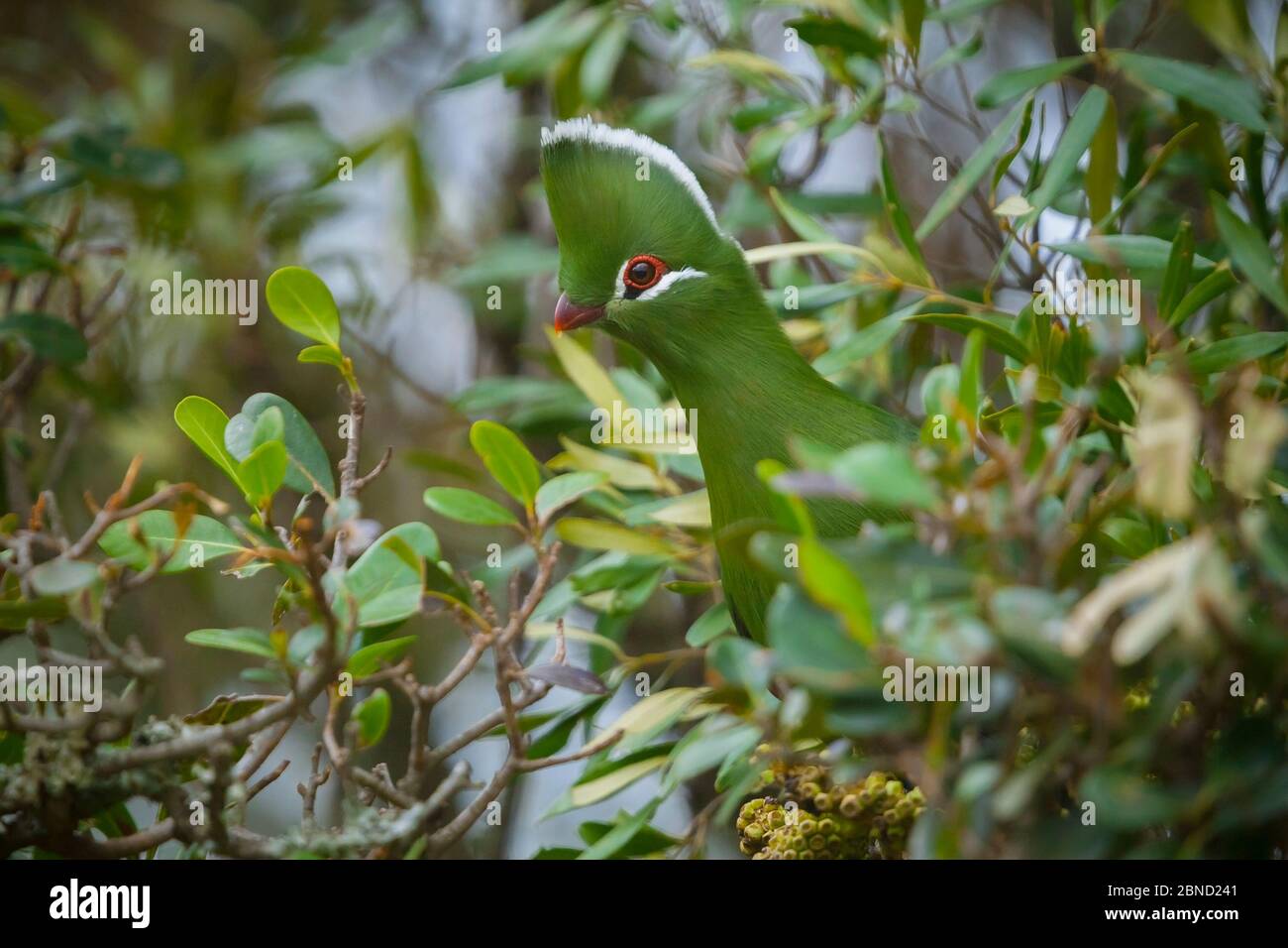 Knysna turaco (Tauraco corythaix) in tree, Kariega Game Reserve, Eastern Cape, South Africa. Stock Photo