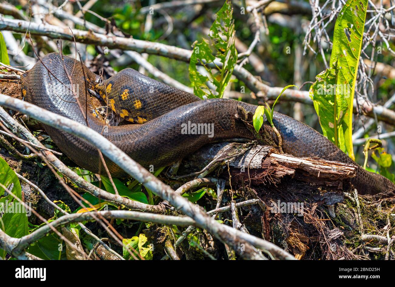 A 5 meters long Giant Anaconda (Eunectes murinus) hiding in the Amazon Rainforest along the Napo River, Yasuni national park, Ecuador. Stock Photo