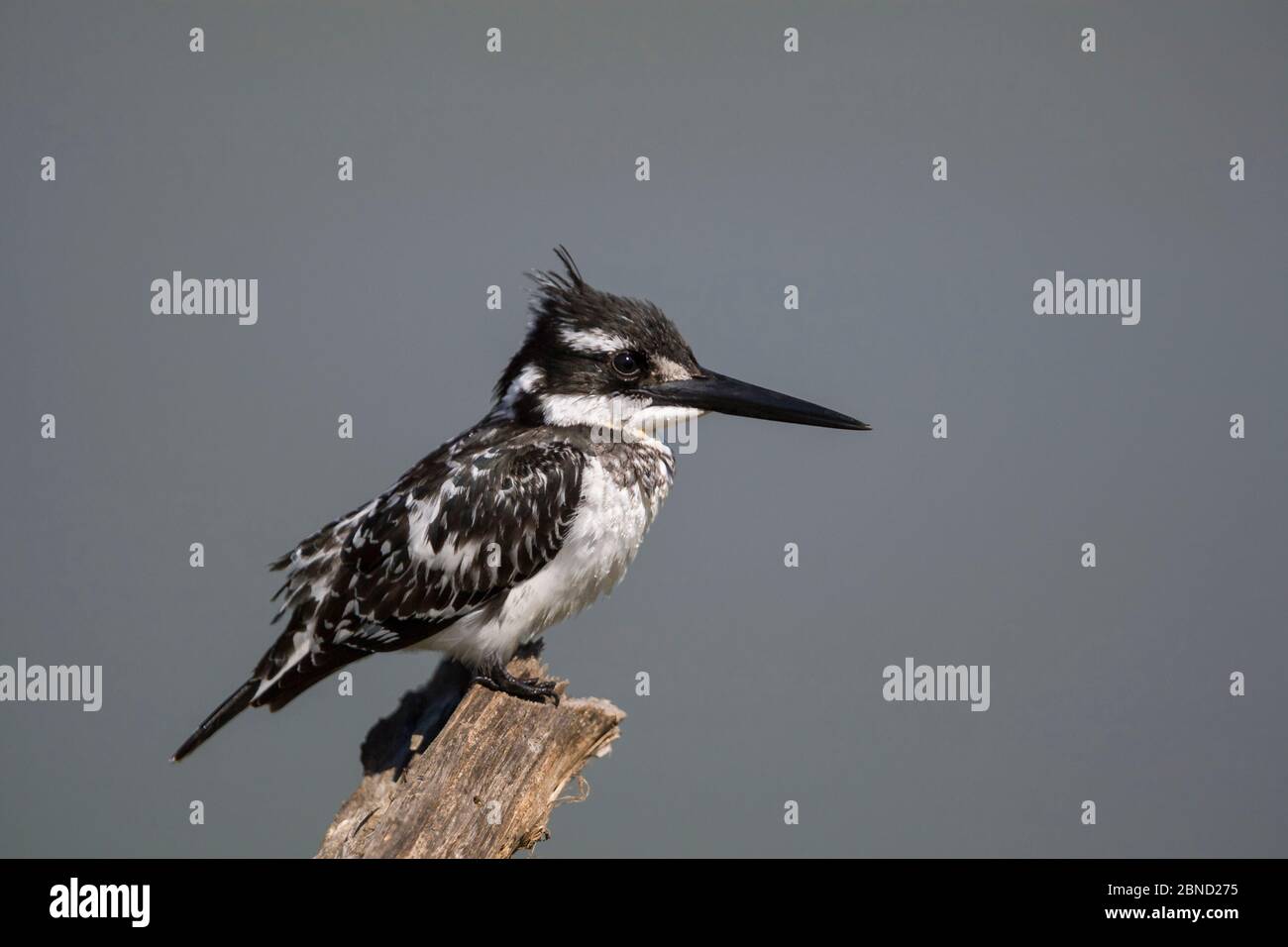 Pied kingfisher (Ceryle rudis) perched on a dead branch at a waterhole, Venetia Limpopo Nature Reserve, Limpopo Province, South Africa. Stock Photo