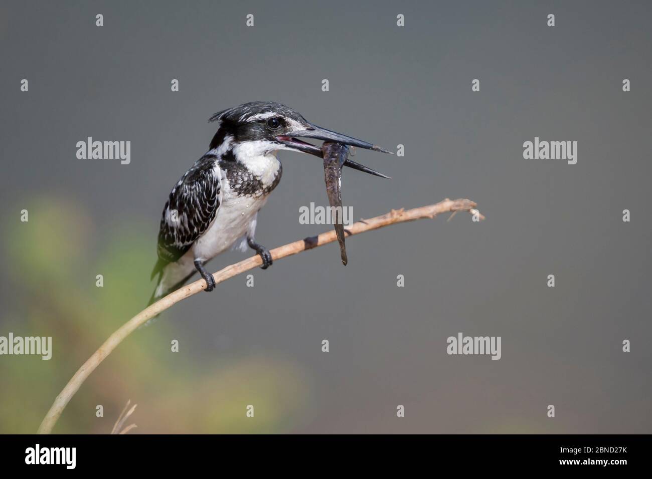 Pied kingfisher (Ceryle rudis) perched on a dead branch with fish after successful dive at a waterhole, Venetia Limpopo Nature Reserve, Limopopo Provi Stock Photo