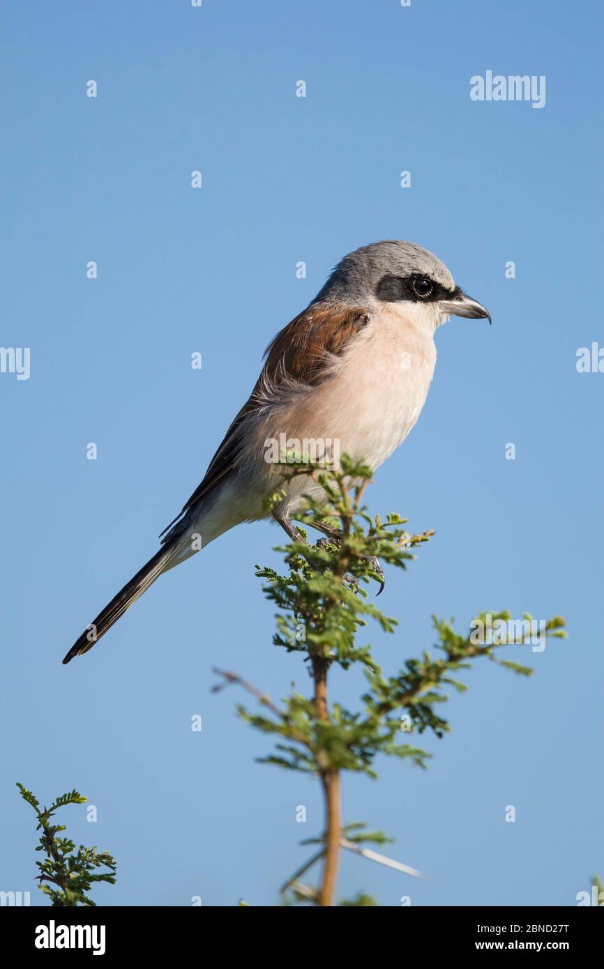 Red-backed shrike (Lanius collurio) perched on an acacia bush, Mapungubwe National Park, South Africa Stock Photo