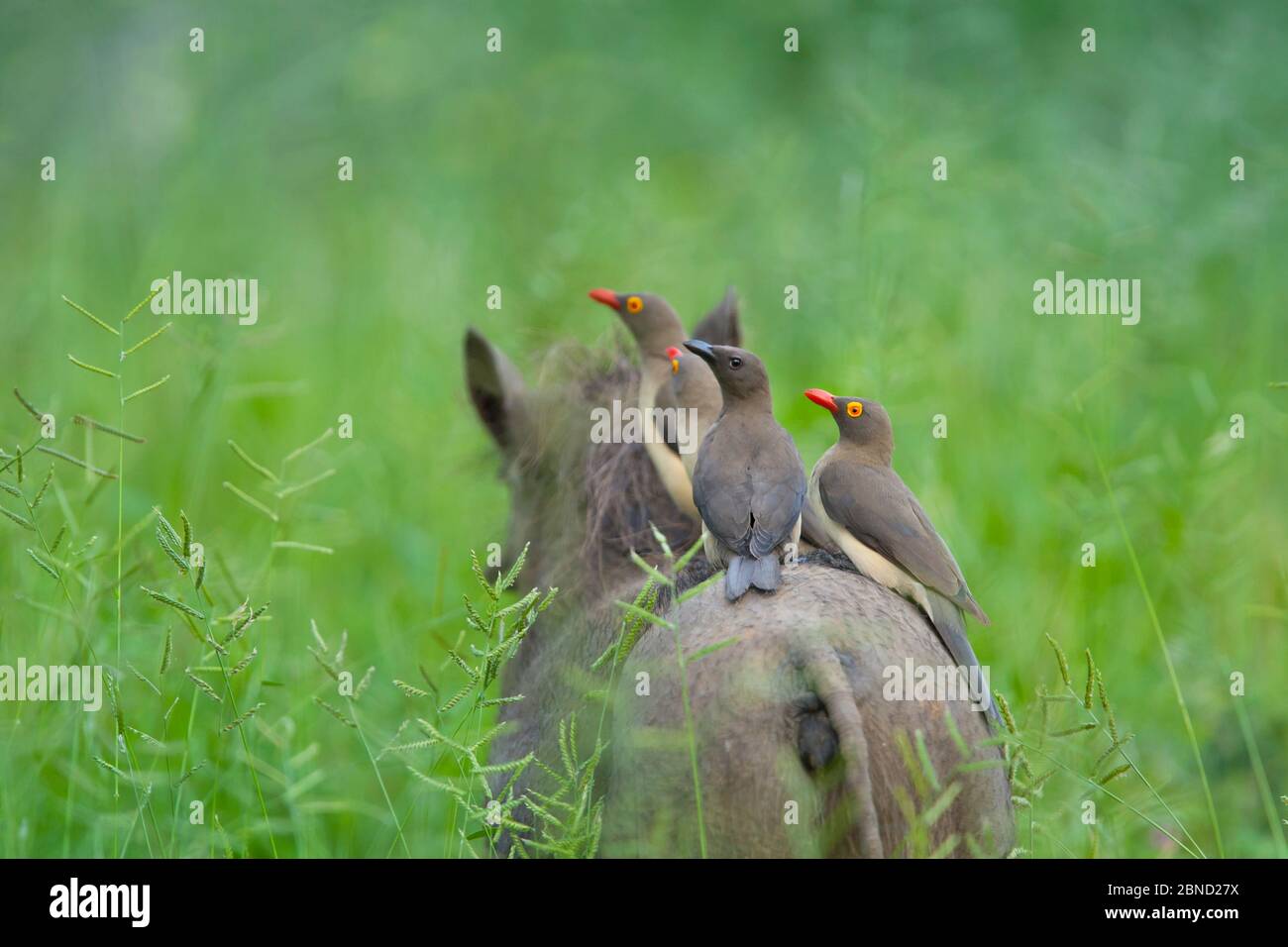 Red-billed oxpeckers (Buphagus erythrorhynchus) adult and young on the back of Common warthog (Phacochoerus africanus) through grassland in summer Map Stock Photo