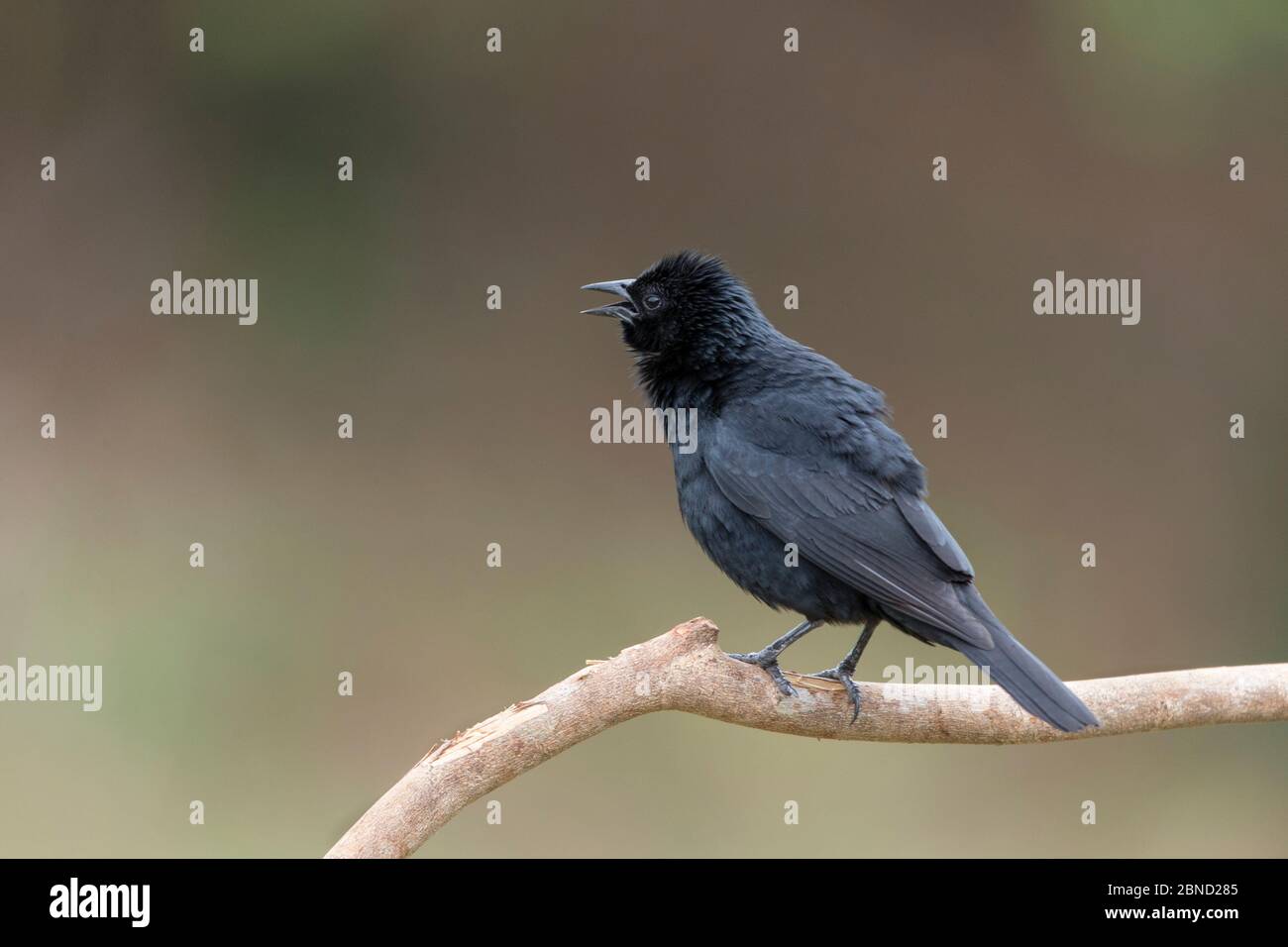 Chopi blackbird (Gnorimopsar chopi) Pantanal, Brazil Stock Photo