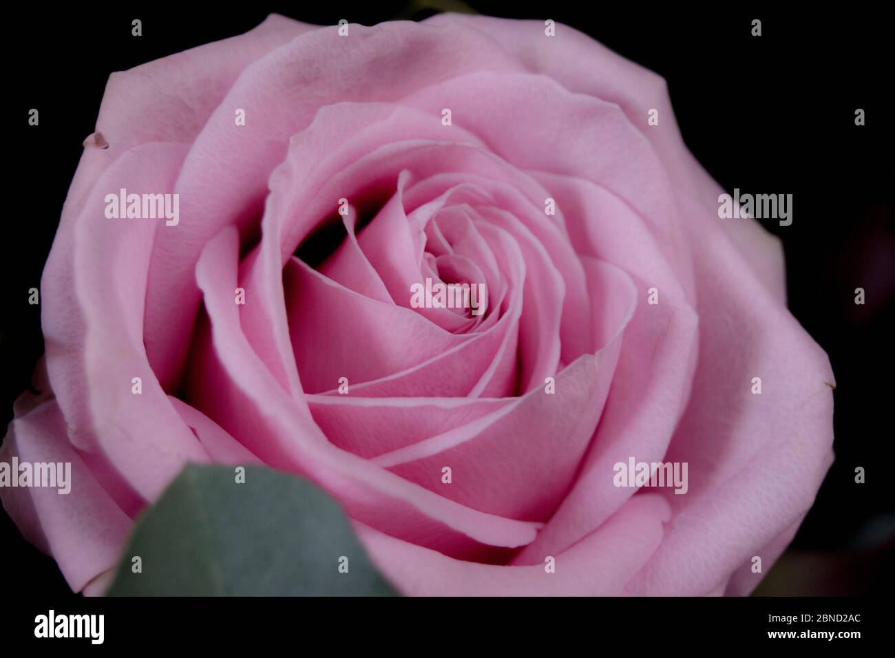 Baby pink rose Stock Photo - Alamy