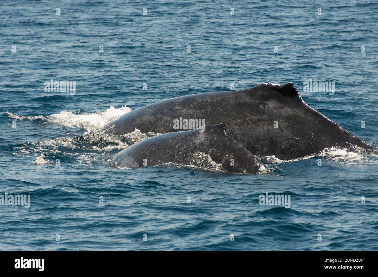Humpback whale (Megaptera novaeangliae) mother and calf. Sea of Cortez, Baja California, Mexico. Stock Photo
