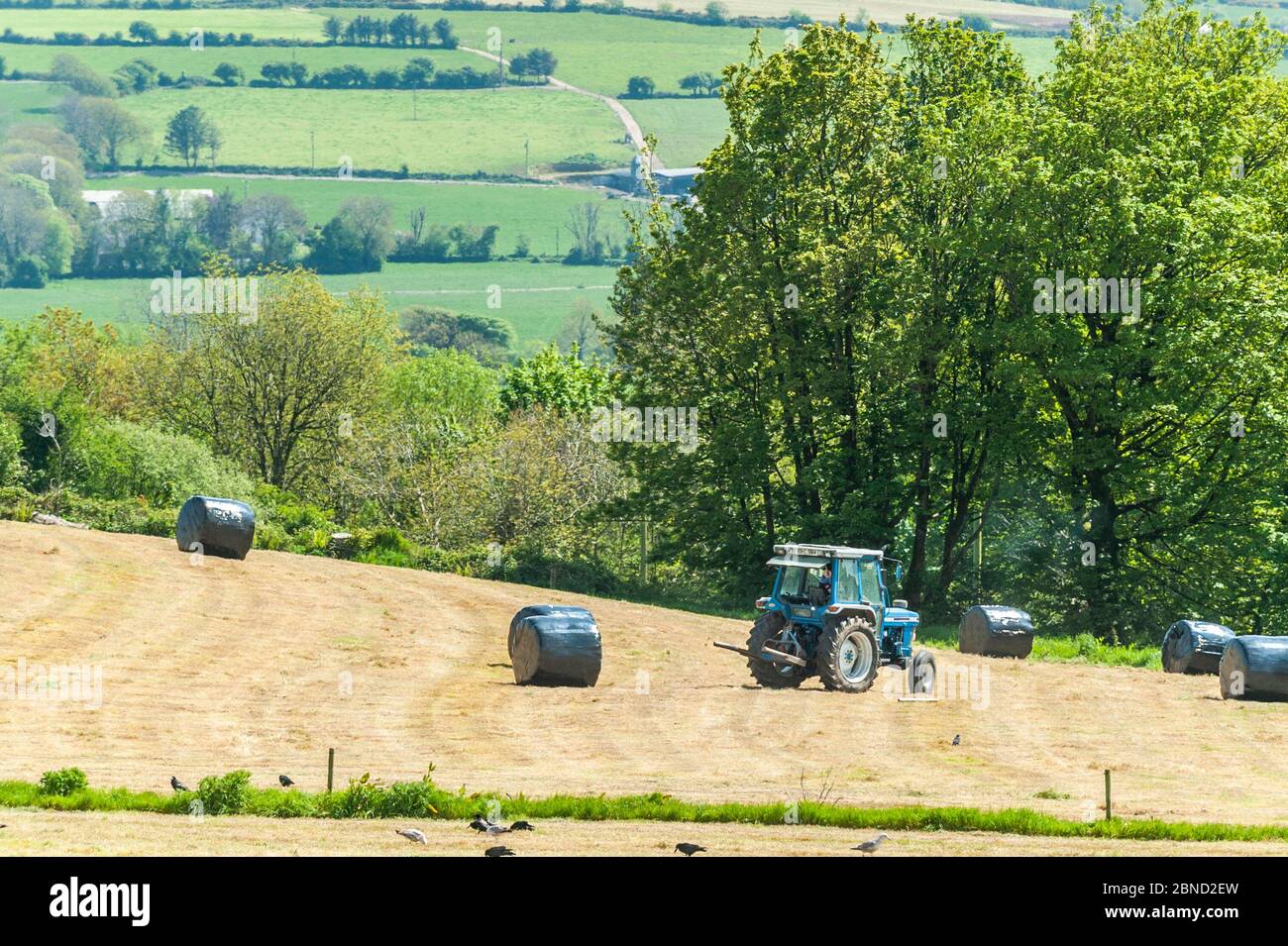 Timoleague, West Cork, Ireland. 14th May, 2020. A tractor stacks a silage bail in Timoleague on a warm sunny day. The silage will be used for winter feed for cattle. Credit: AG News/Alamy Live News Stock Photo