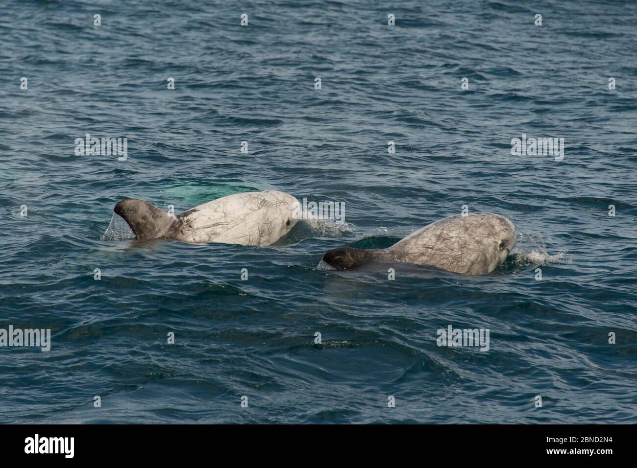 Risso's dolphins (Grampus griseus) two surfacing, Baja California, Mexico Stock Photo