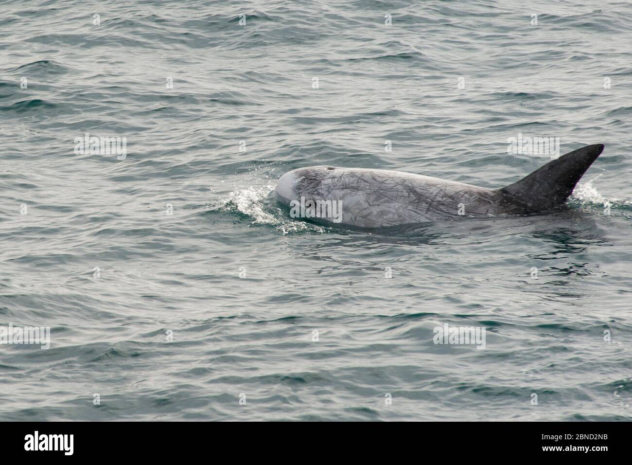 Risso’s dolphin hi-res stock photography and images - Alamy