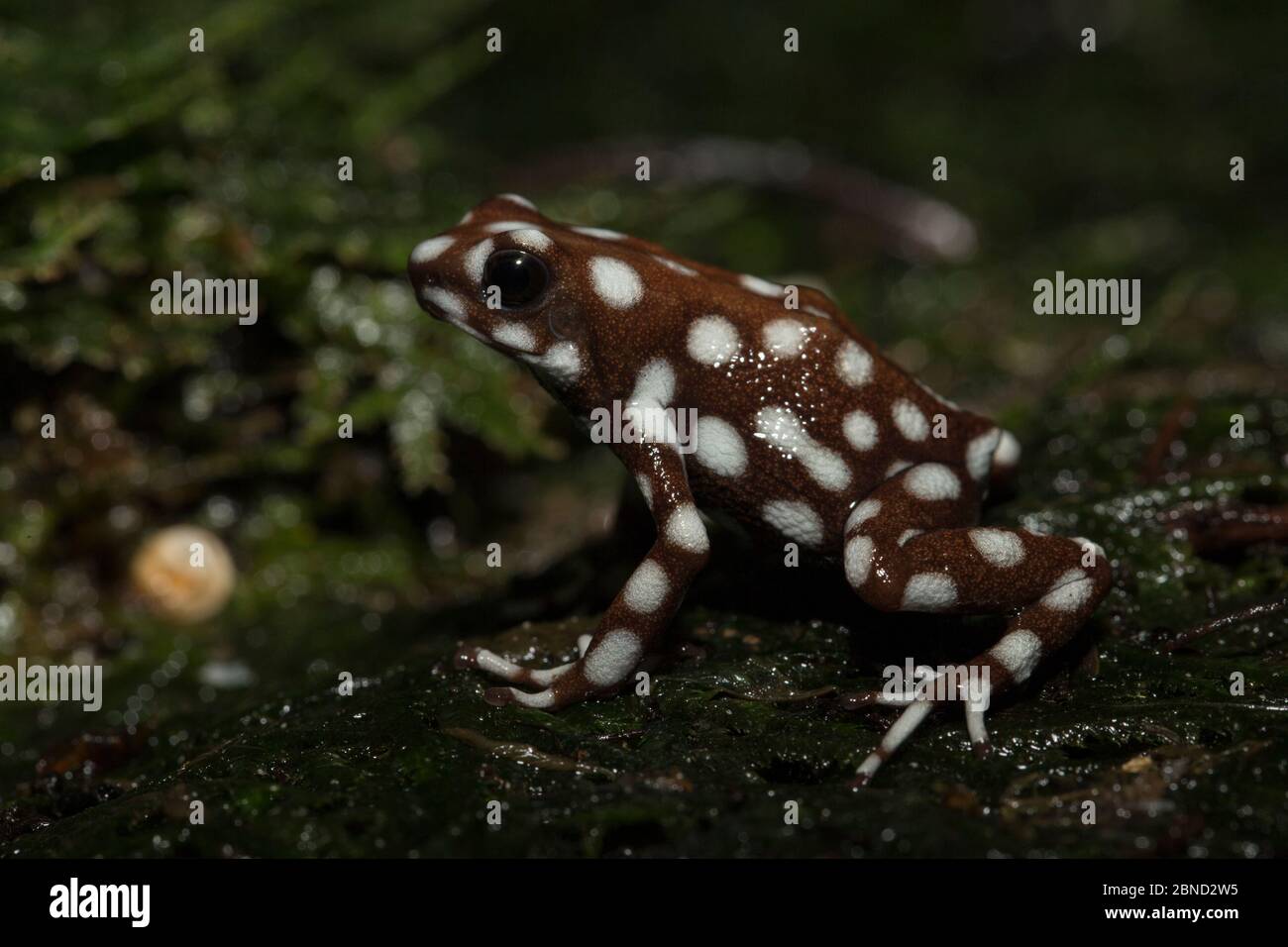 Maranon poison frog (Exidobates mysteriosus) captive from Brazil. Stock Photo