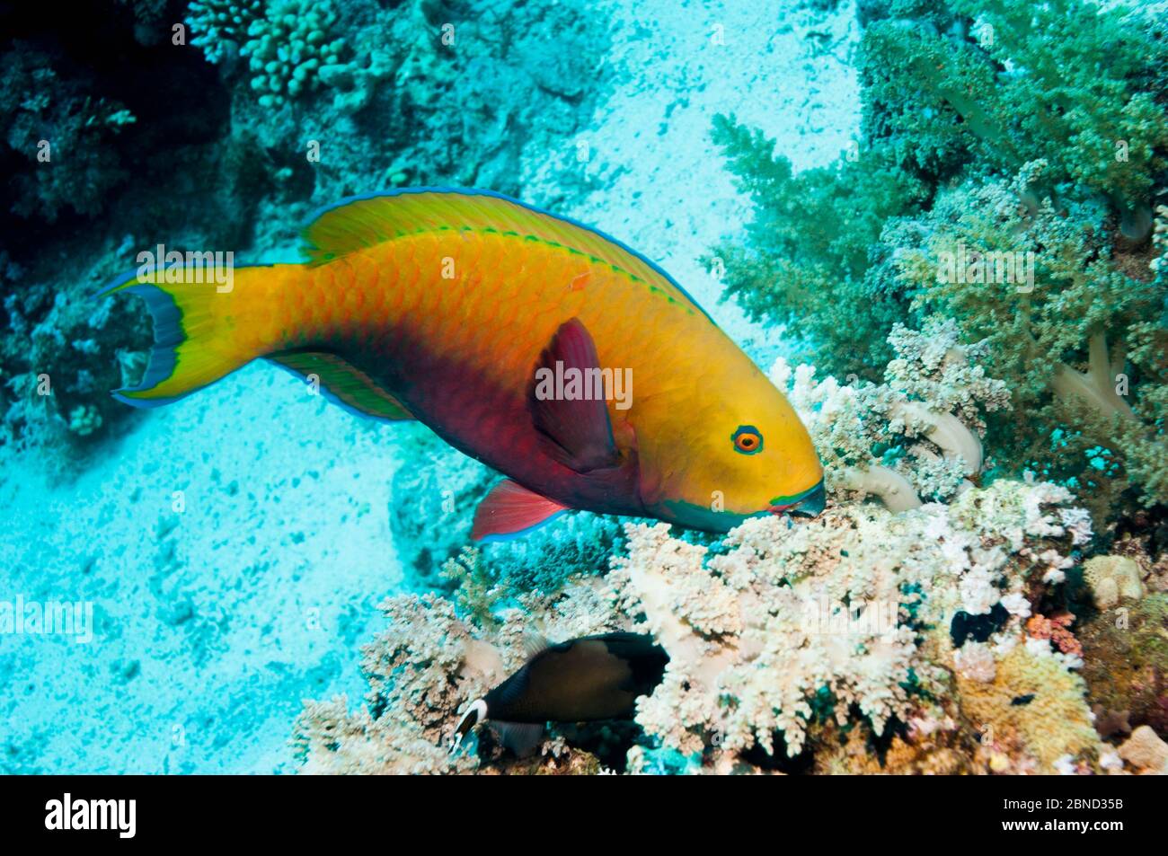 Steepheaded parrotfish (Scarus gibbus).  Egypt, Red Sea. Stock Photo