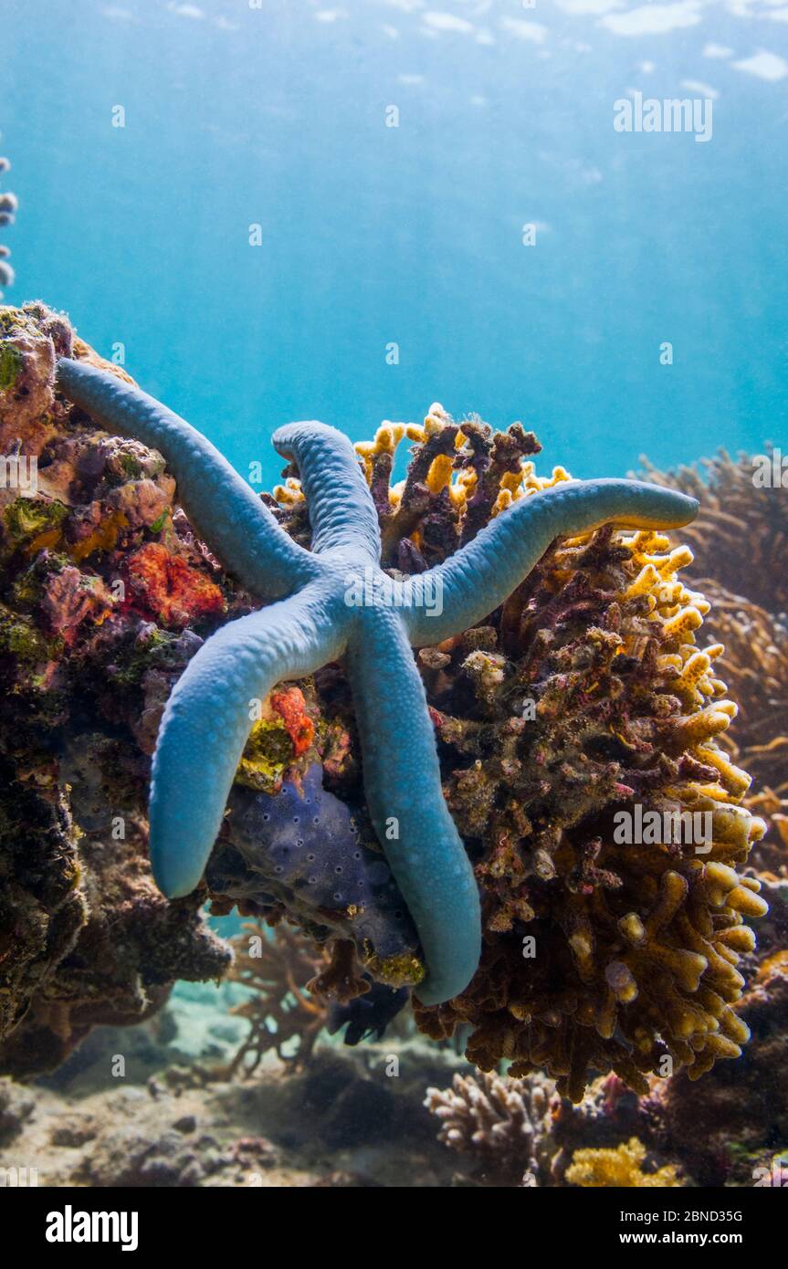 Blue starfish (Linckia laevigata)  Malaysia. Stock Photo