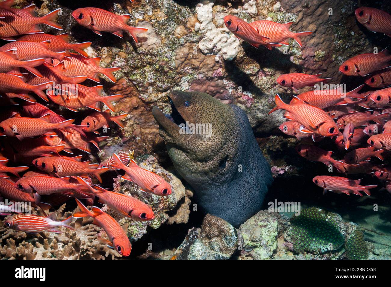Red soldierfish hi-res stock photography and images - Alamy