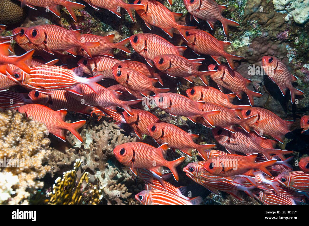 Red soldierfish (Myripristis murdjan) school on wreck.  Egypt, Red Sea. Stock Photo