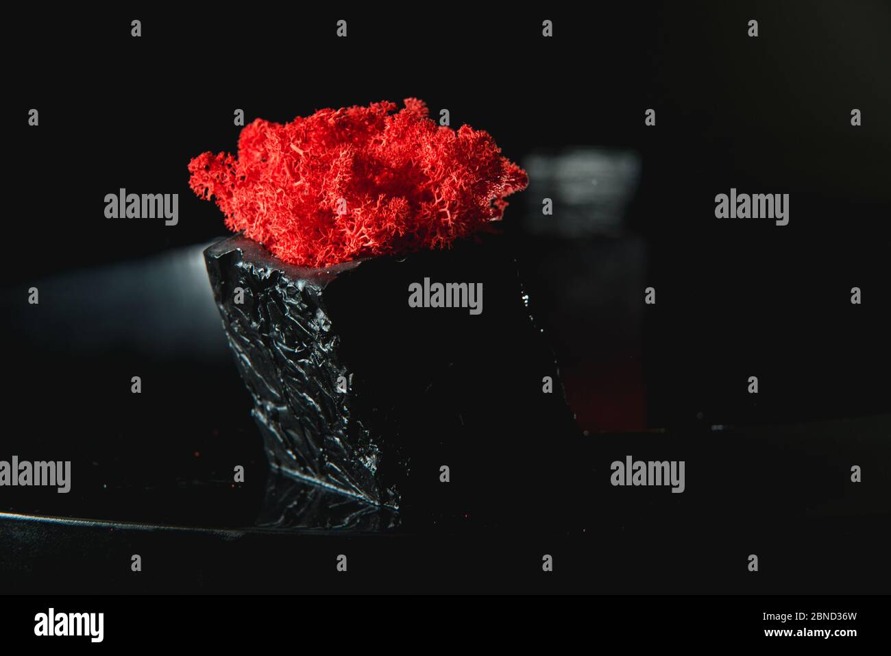 claret moss in a black concrete pot Stock Photo