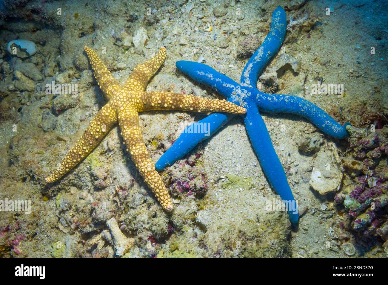 Blue starfish (Linckia laevigata) and Egyptian seastar (Gomophia gomophia).  Malaysia. Stock Photo