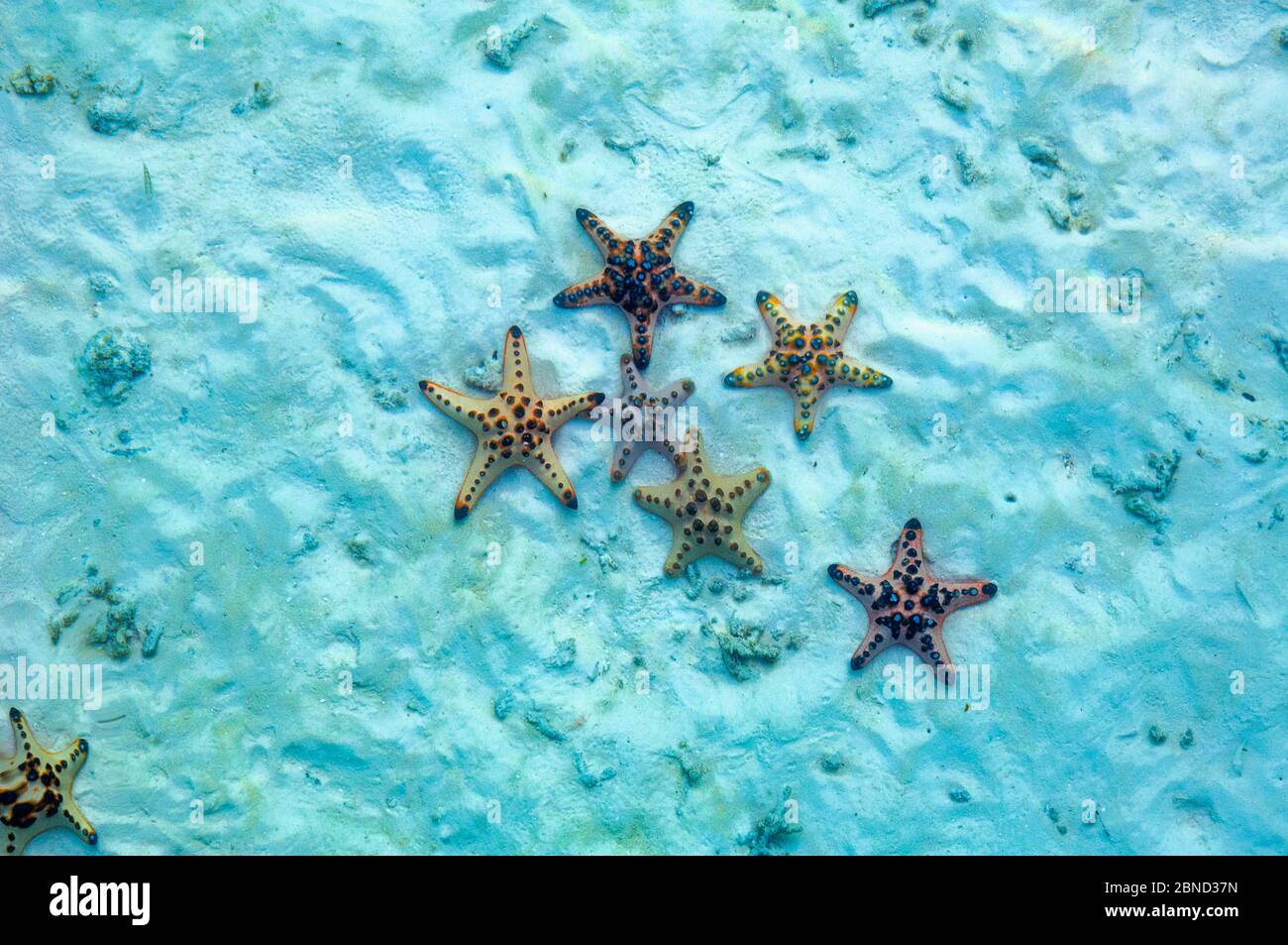 Horned sea star (Protoreaster nodosus ) on sea bed.  Malaysia,  Indo-Pacific. Stock Photo