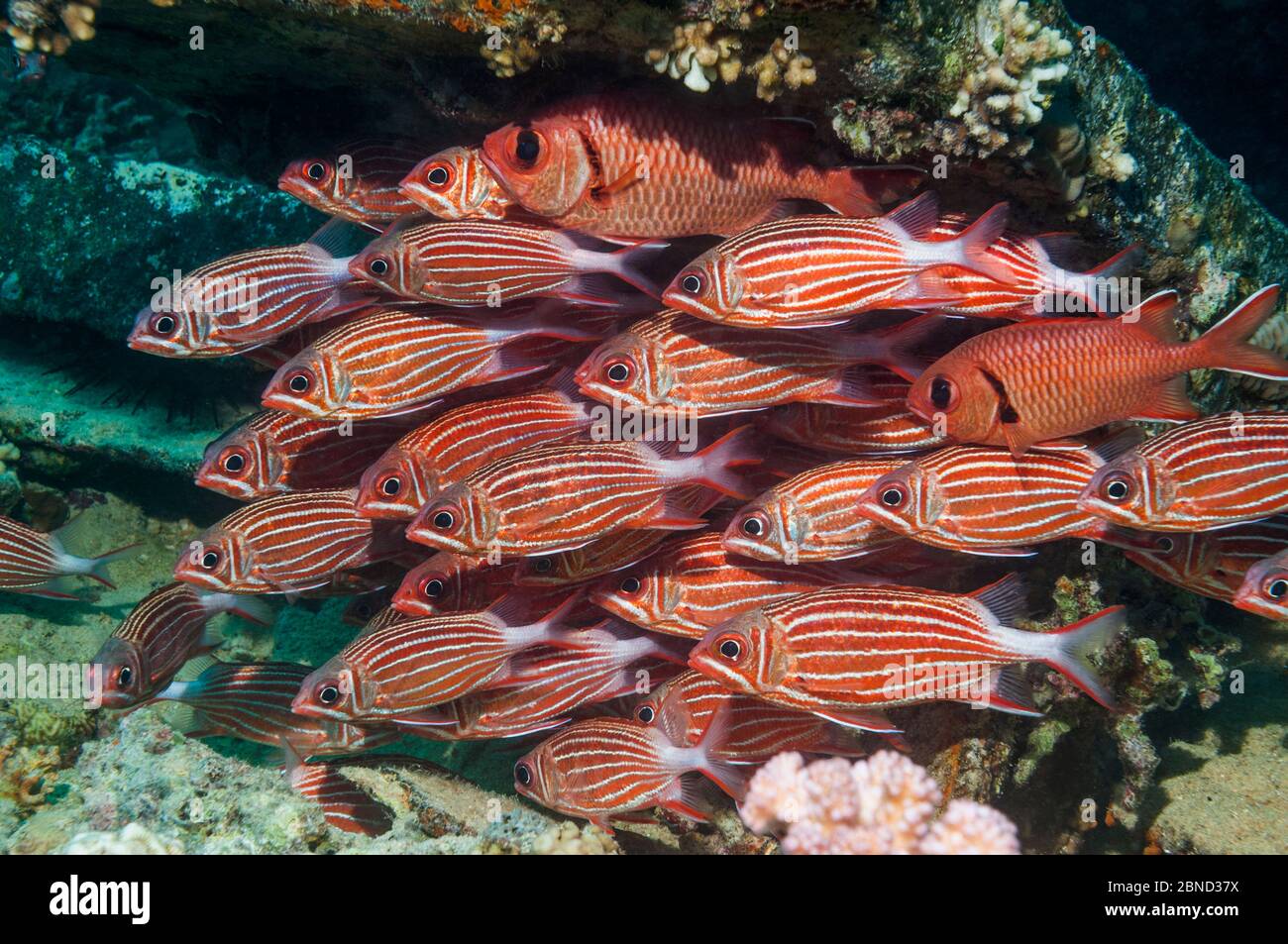 Crown squirrelfish (Sargocentron diadema) shoal, at rest on coral reef.  Egypt, Red Sea. Stock Photo