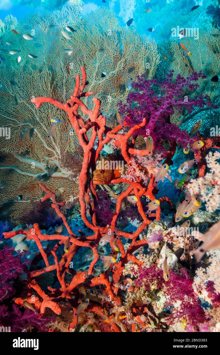 Coral hind (Cephalopholus miniata) sheltering in Red rope sponge (Amphimedon compressa).  Egypt, Red Sea. Stock Photo