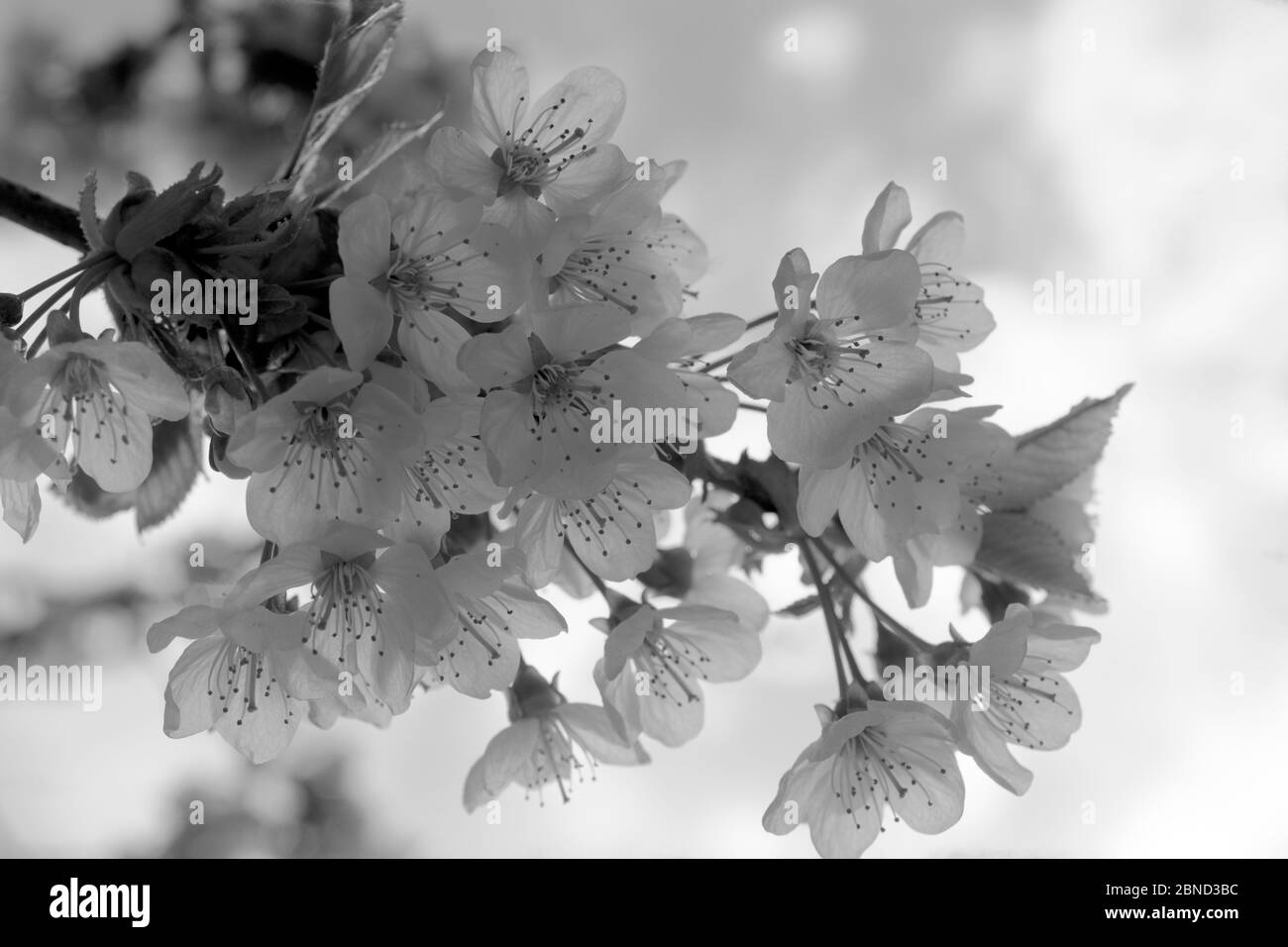 Black and white cherry blossom Stock Photo