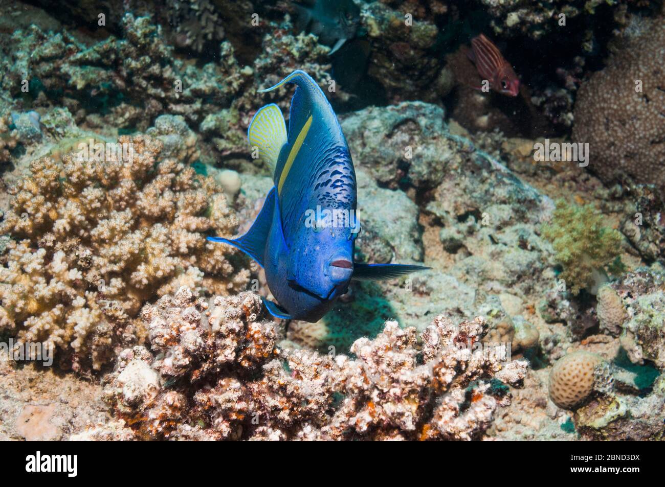 Yellowbar angelfish (Pomacanthus maculosus) swimming over rocky reef, Egypt, Red Sea. Stock Photo